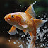 7fy48IrnEig-channel-avatar-Fishing World Channel