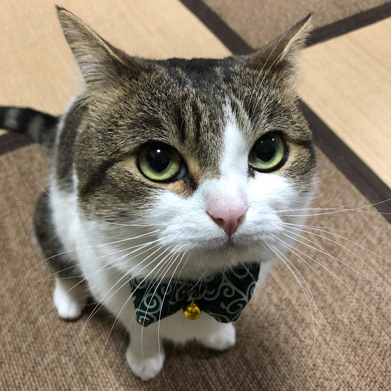 ニコちゃんとこたろう先生とトロとわさび姐さん