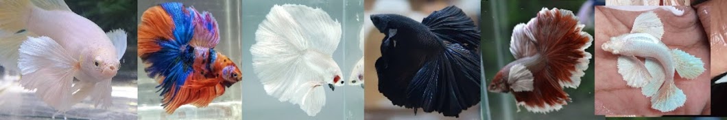 betta Lover Avatar canale YouTube 