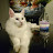 @CasperandMocca Avatar