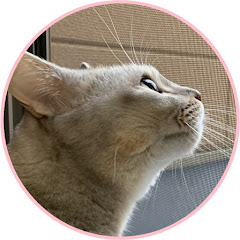 猫姉妹ちゃんねる【関西弁をしゃべる猫】アイコン画像