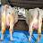 Shakil Dairy Farm ,Faizabad (Ayodhya),UP