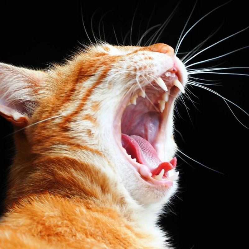 Kanał o Zwierzętach