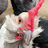 R7pLT5FHtag-channel-avatar-Nimród Farm