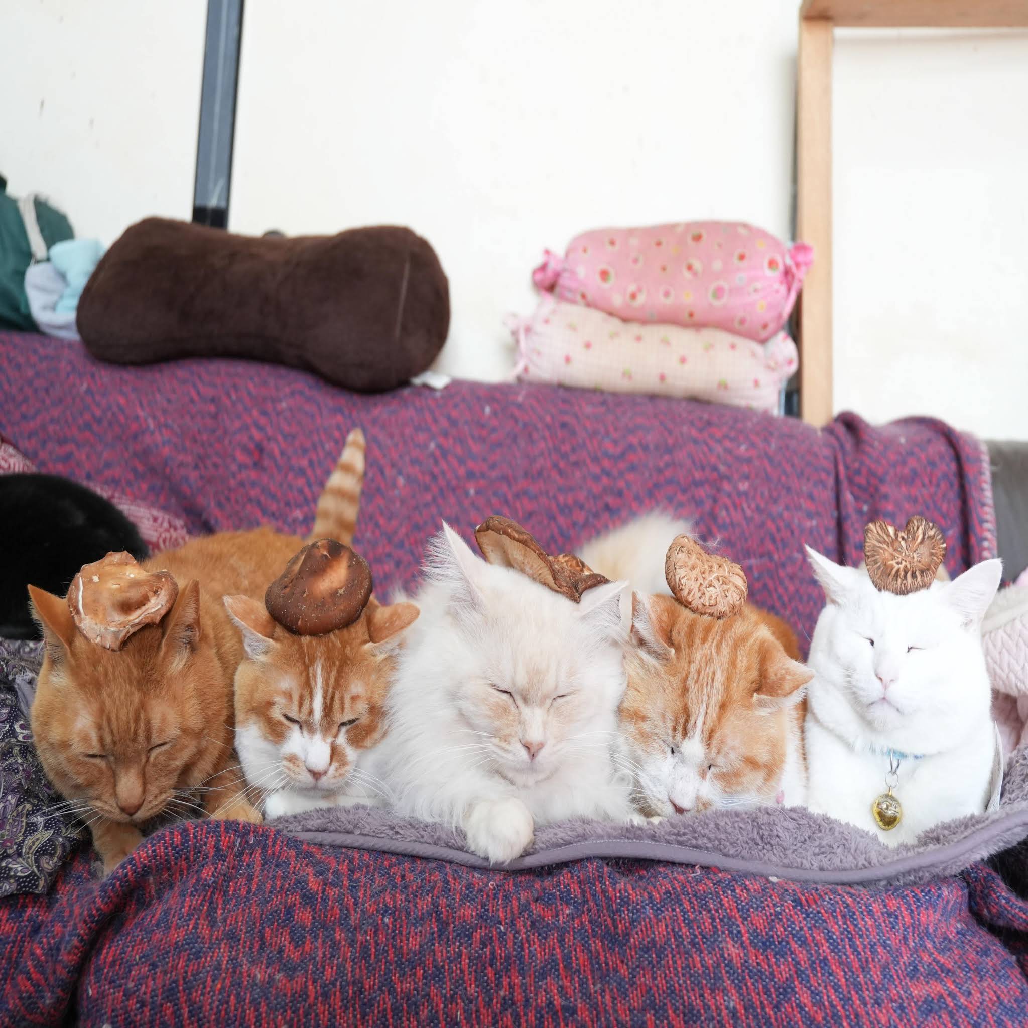 のせ猫 YouTube