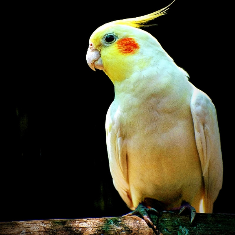 🕊️⃝Raju💝