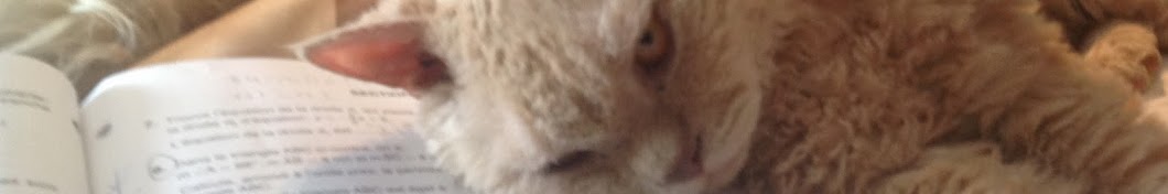 The wholly cats. SELKIRK REX Chat mouton YouTube channel avatar