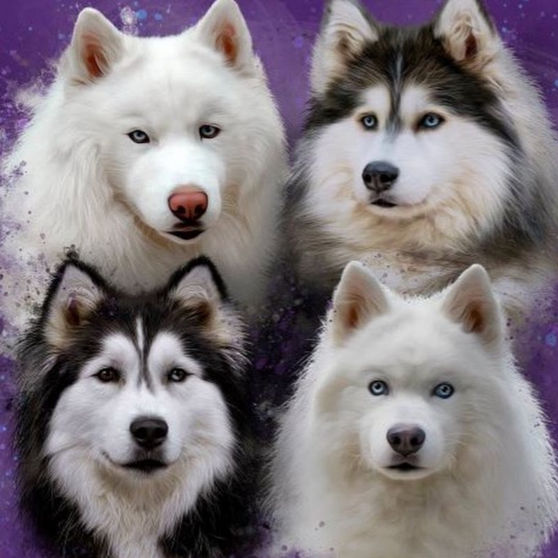 TheHuskyPawsee