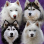 TheHuskyPawsee logo