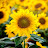 @Sunflowers.90s