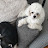 @지영인도