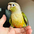 MaJtee1UBGY-channel-avatar-Duck The Conure