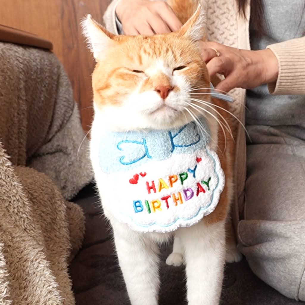 ✿✿✿  chachachaページ✿✿✿ ChaCha: The Former Stray Cat - YouTube