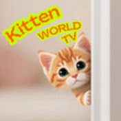 Kitten World TV