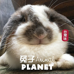 Animal Planet 兔子