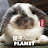 Animal Planet 兔子