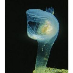 歩也(ホヤ)生息地