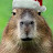 @achillcapybara