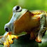 X7bJRpeQXEk-channel-avatar-Fat Frog Scale Models