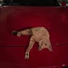 Автор