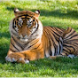animal wildlife and bird snake rishi
