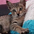 bAj5T4cwUjQ-channel-avatar-hewan ku sayang