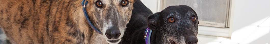 Greyhound Adoption Center YouTube 频道头像