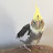 @cockatielownerbirb8675