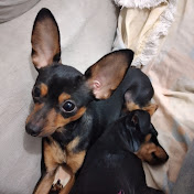 Pinscher Zeck e Théo