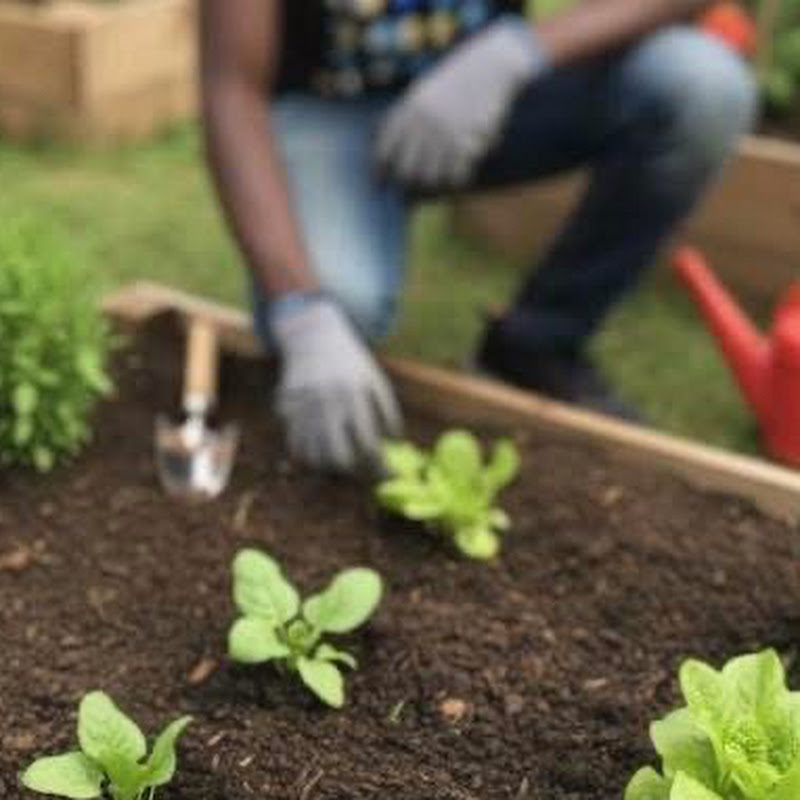 Little Free Garden Nigeria 