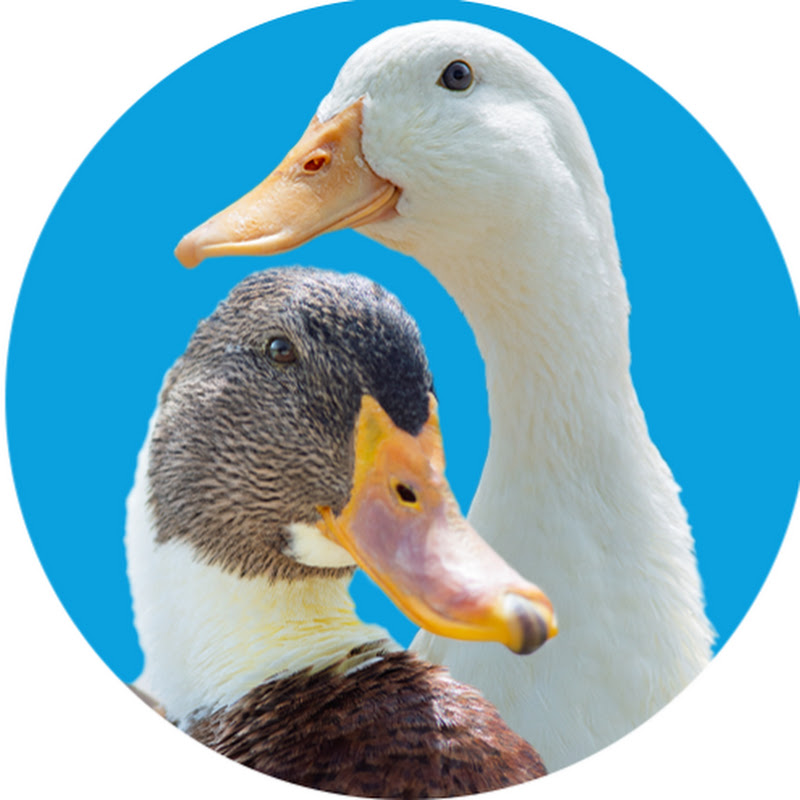  Happy Ducks – Kids Media