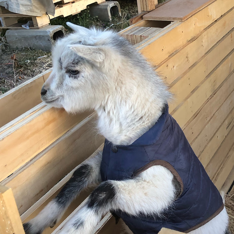 ばばんごヤギチャンネル