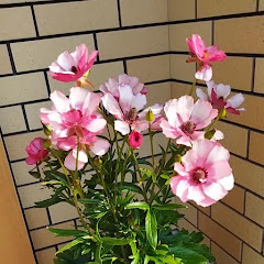 子だくさん父さんのガーデンVlogアイコン画像