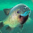 @Bluegill357 Avatar
