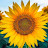 @Sunflower_Travel