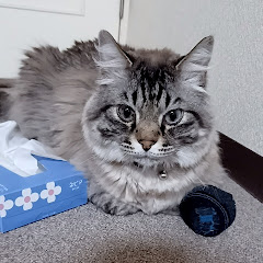 カービーの部屋🍉