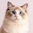 2hY438cGIOI-channel-avatar-All Kitty Tips and Feline Talk