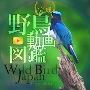 野鳥動画図鑑 - Wild Bird Japan