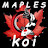 Maple's koi