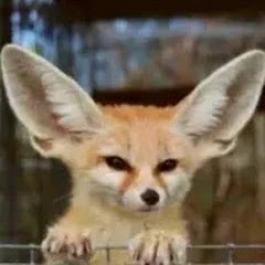 Fennec 洋楽インディ発見マガジンアイコン画像