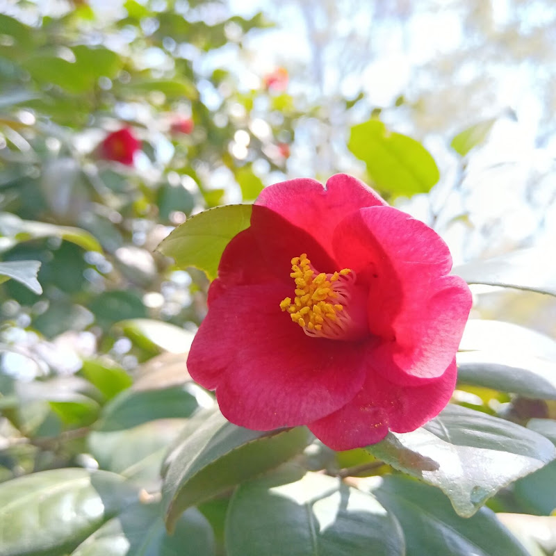 裆然解说剧 Logo