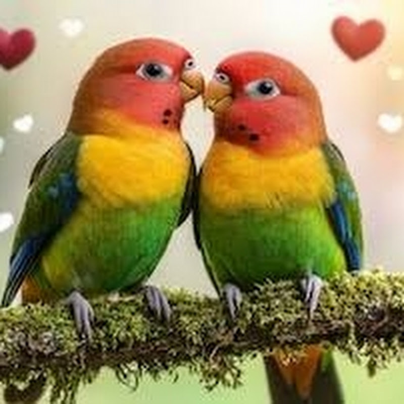 Budgies Info