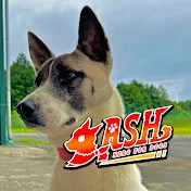 ZASH~元保護犬のパフォーマンス集団~