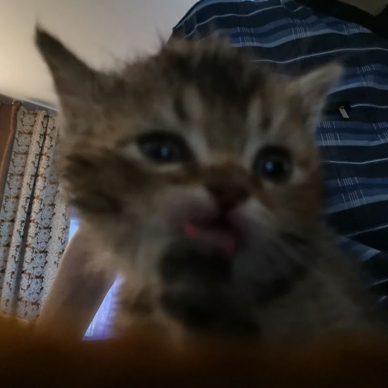 Gatito Viral