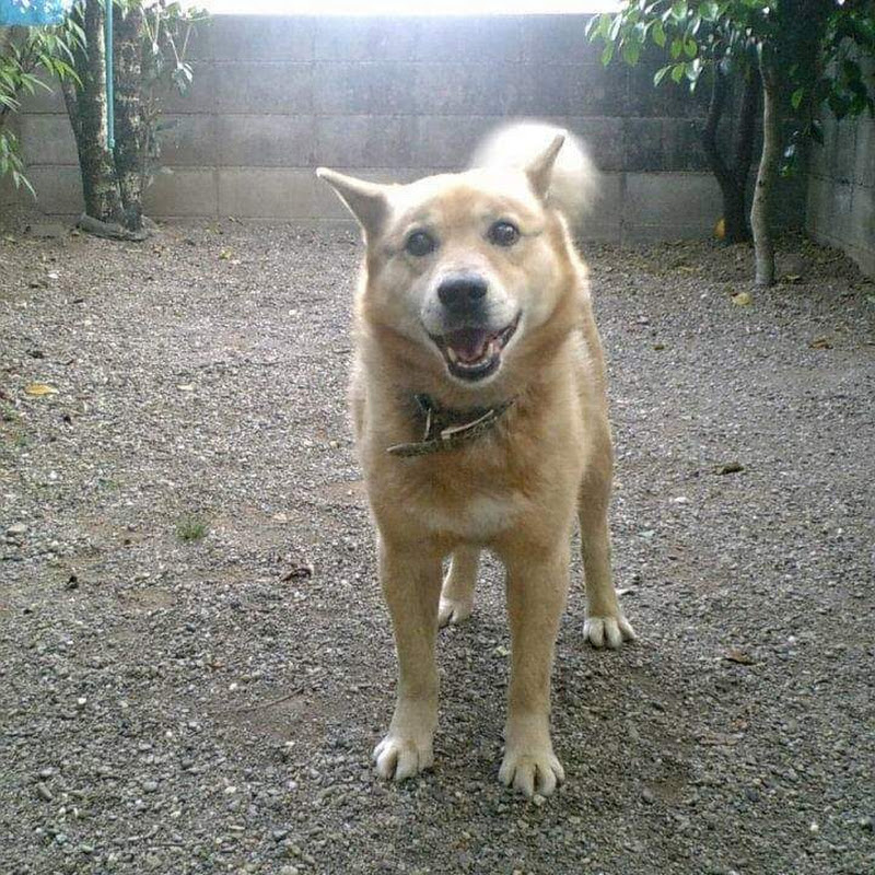 チロちゃんのサムネイル