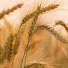 w8EBpbtyUMk-channel-avatar-fundamentos de la Emunah