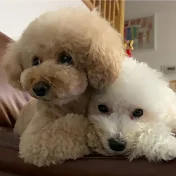 いちごミルクぷりんチャンネル 【トイプードル&マルプー&ゴールデンレトリバー】