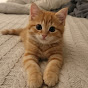 Cattosbuzz🐱