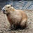 @ThatRandomCapybara