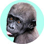 Gorilla D'jeeco Family 動森猩聞TV Image Thumbnail
